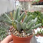 Adromischus filicaulis