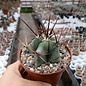 Echinocactus platyacanthus   Guadalcazar, SLP, MX