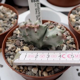 Euphorbia lactea cv. Grey Ghost    cristata