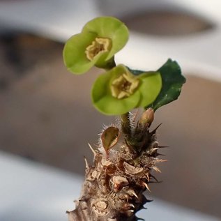Euphorbia razafindratsirae