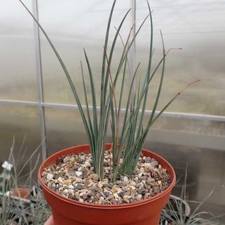 Hesperaloe parviflora       (dw)