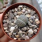 Lithops schwantesii v. uricosensis natupsdriftensis C 075 35 km W Maltahöhe, Namibia