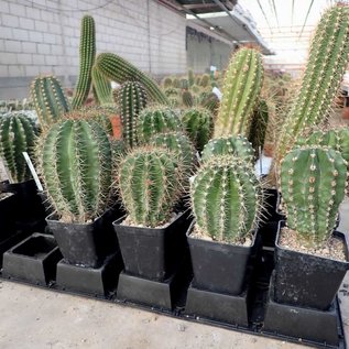 Trichocereus-Hybr. Multihybride