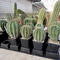 Trichocereus-Hybr. Multihybride