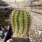 Trichocereus-Hybr. Multihybride