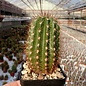 Trichocereus-Hybr. Multihybride