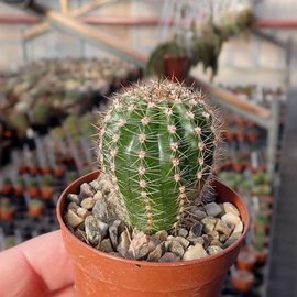 Echinopsis-Hybr. Spring Blush Schick Hybride