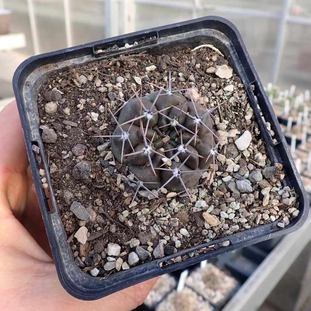 Gymnocalycium gibbosum v. brachypetalum (dw) Uhlig Kakteen Über