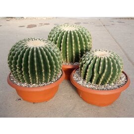 Echinocactus grusonii cv. nudum