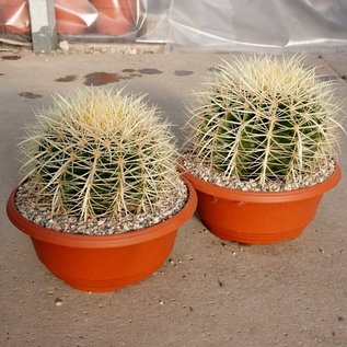 Echinocactus grusonii XL