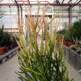 Euphorbia tirucallii Sunfire