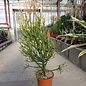 Euphorbia tirucallii cv. Sunfire