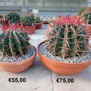 Ferocactus stainesii XL