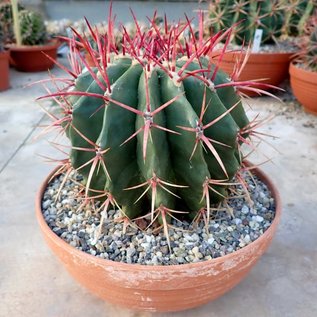 Ferocactus stainesii XL