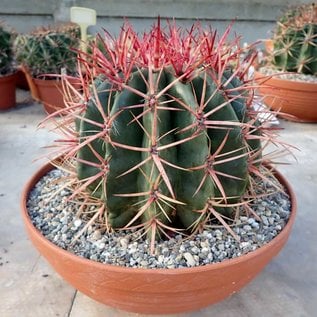 Ferocactus stainesii XL