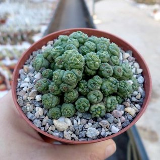 Mammillaria bocasana-monstruosa cv. Fred