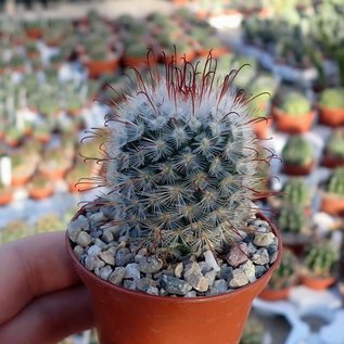 Mammillaria bombycina