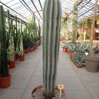 Pachycereus pringlei Cardon XXL 1