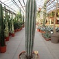 Pachycereus pringlei  Cardon  XXL 1