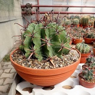 Ferocactus horridus