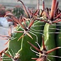 Ferocactus horridus