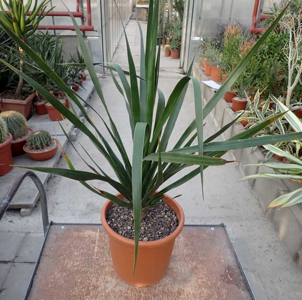 Dracaena draco XL Uhlig Kakteen Über 5000 verschiedene Arten