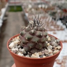 Copiapoa humilis