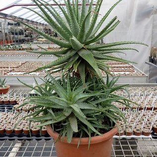 Aloe arborescens XXL