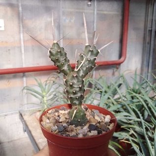 Tephrocactus articulatus v. papyracanthus