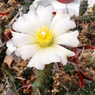 Tephrocactus articulatus v. papyracanthus