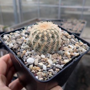 Echinocereus reichenbachii       (dw)