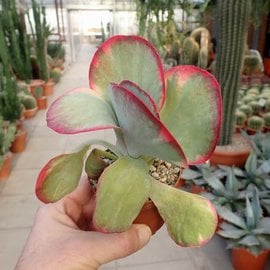 Kalanchoe thyrsiflora variegata