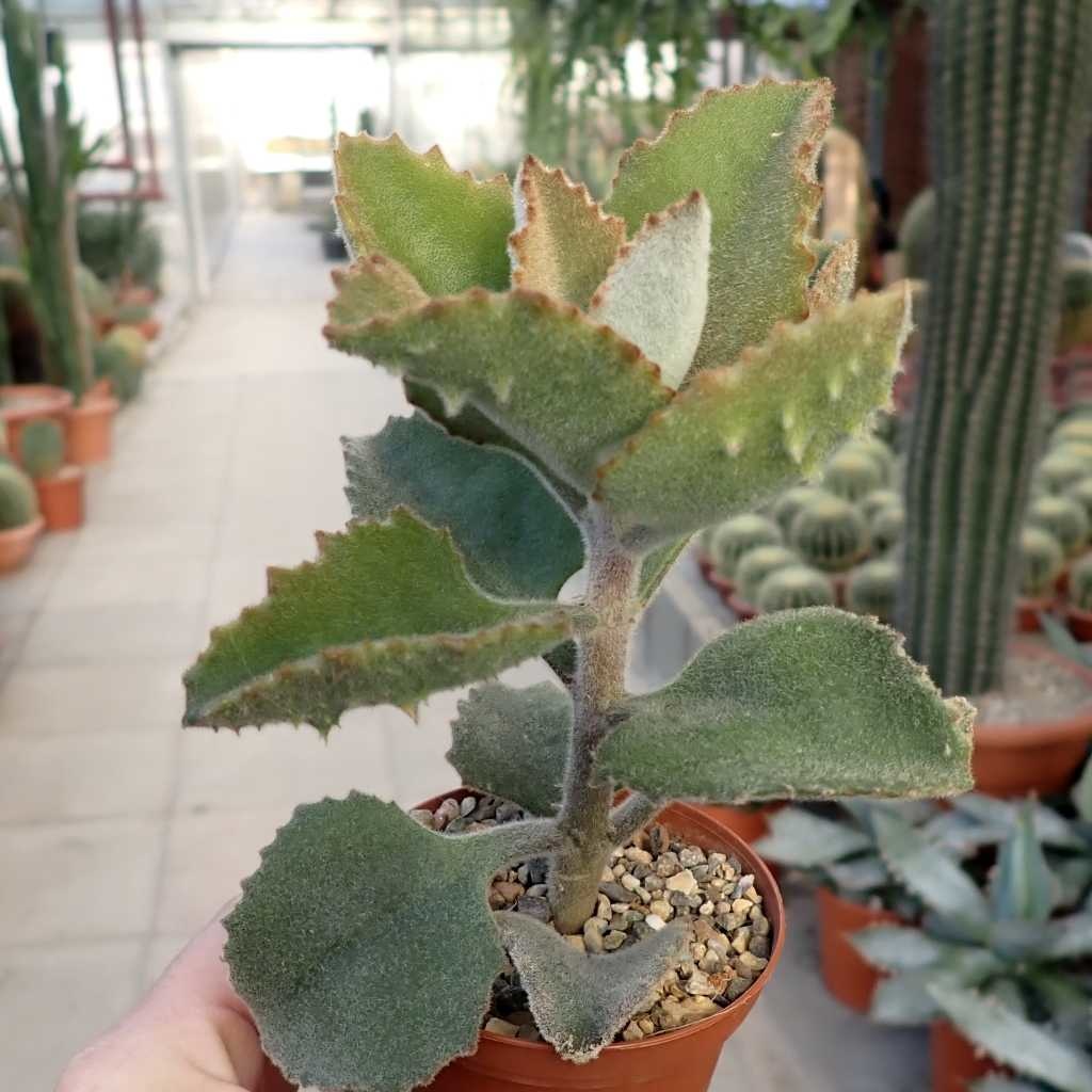 Kalanchoe beharensis cv. Hüng Fang Uhlig Kakteen Über 5000