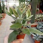 Kalanchoe beharensis