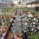 Kalanchoe hildebrandtii