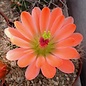 Echinocereus coccineus cv. Orangade      (dw)