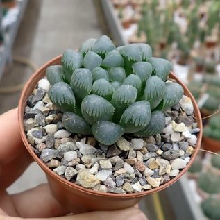 Haworthia cooperi v. truncata