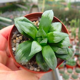 Haworthia cv. Byakuya