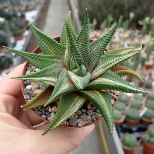 Haworthia limifolia cv. variegata