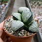 Haworthia splendens cv. Audrey