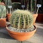 Echinocactus grusonii XXL