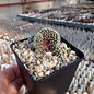 Mammillaria saboae ssp. haudeana   Yecora 2000m, Mex. gepfr. cristata