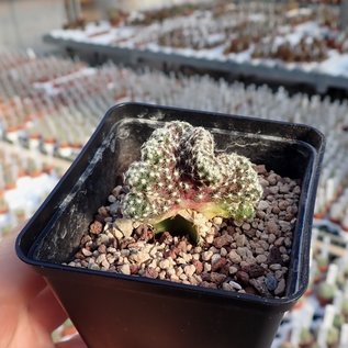 Mammillaria saboae ssp. haudeana   Yecora 2000m, Mex. gepfr. cristata