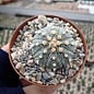 Astrophytum asterias-Hybr. cv. Rubriflora