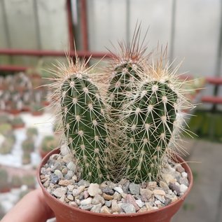 Pachycereus pringlei Cardon