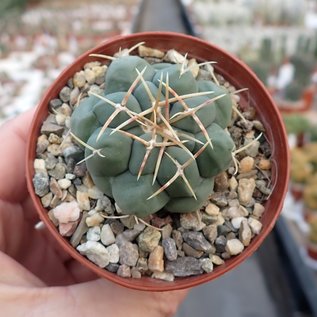 Thelocactus heterochromus