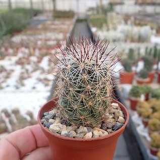 Thelocactus lausseri