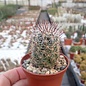 Thelocactus lausseri