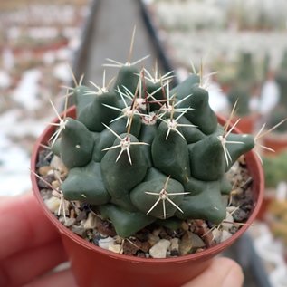 Thelocactus tulensis SB 973 v. bueckii Galeana, Nuevo Leon, Mexiko