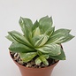 Haworthia cymbiformis cv. Variegata